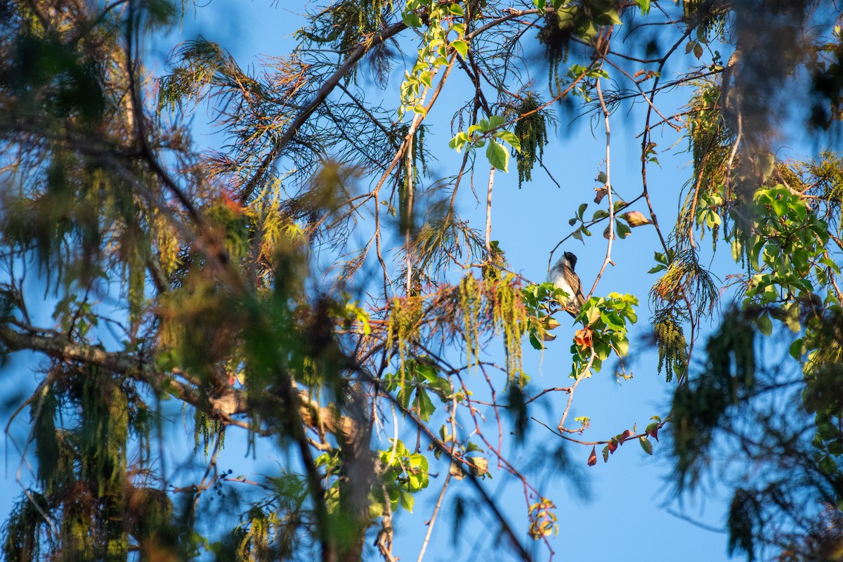 Tyran tritri - ML645762404