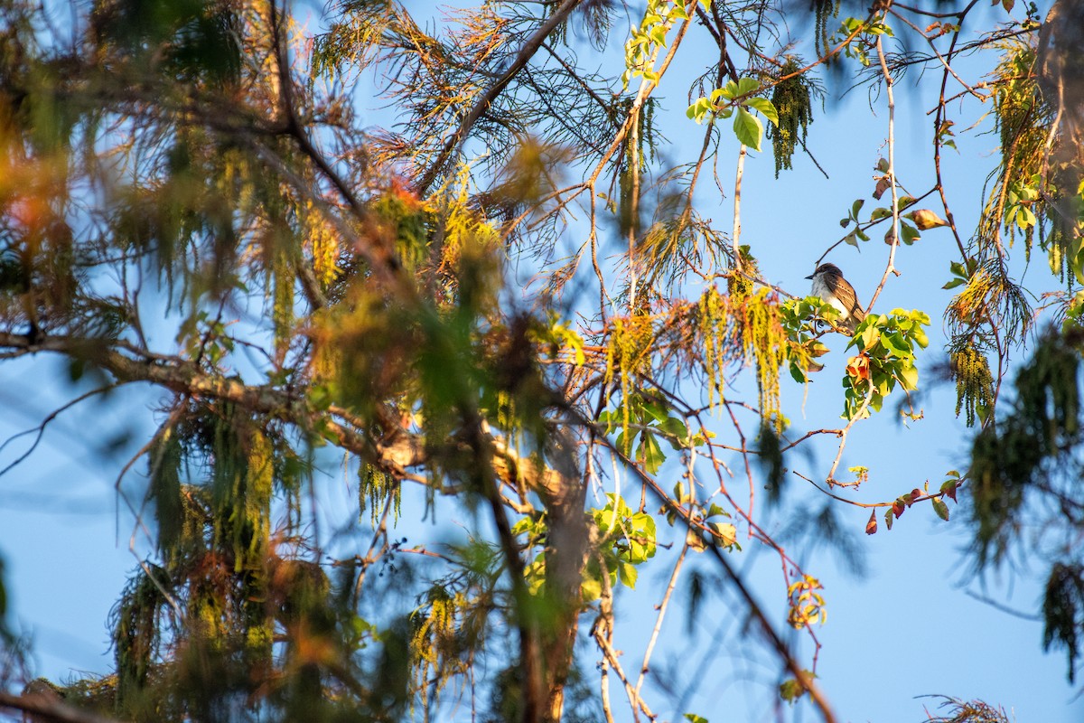 Tyran tritri - ML645762405