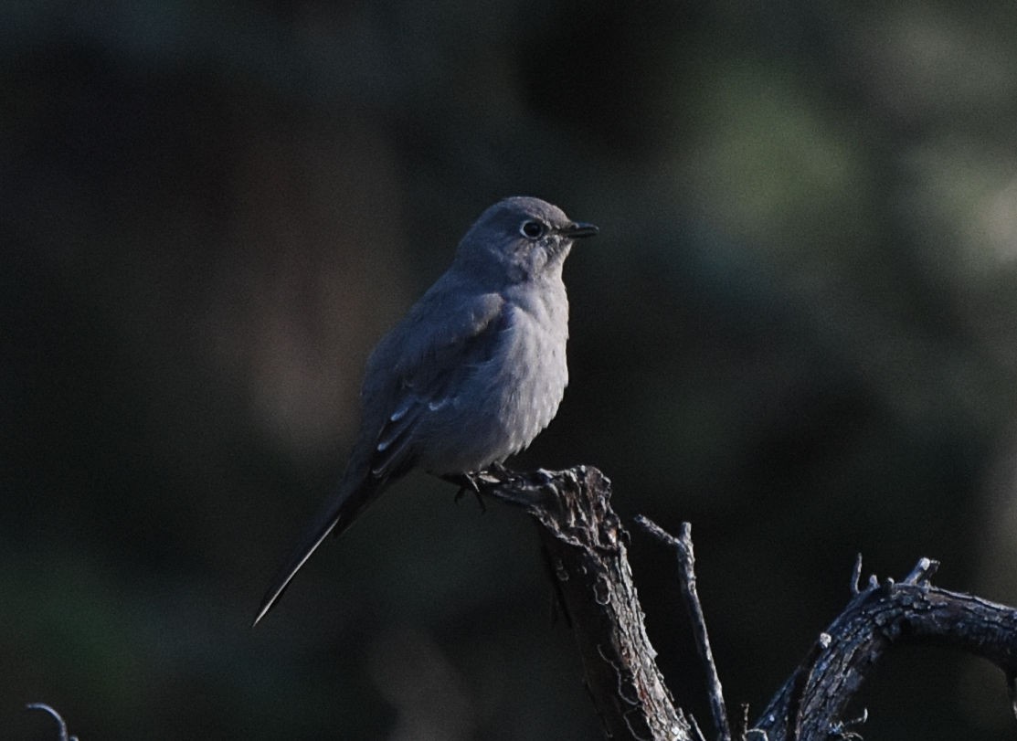 Townsend's Solitaire - ML645762431