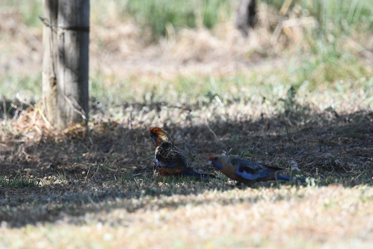 Crimson Rosella - ML645762432
