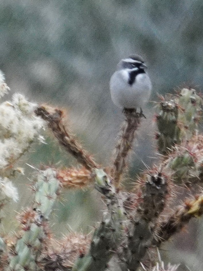 Black-throated Sparrow - ML645762433