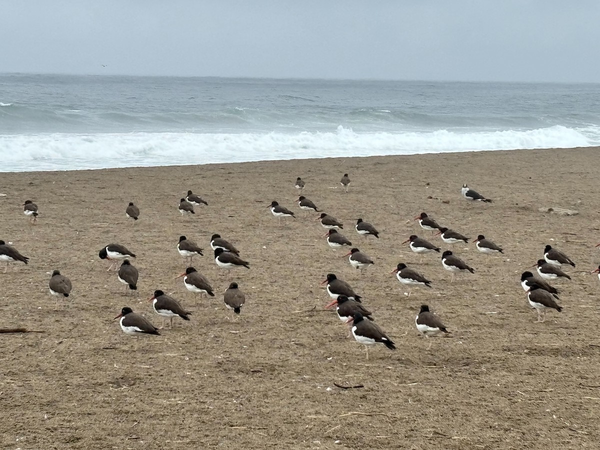 American Oystercatcher - ML645762436