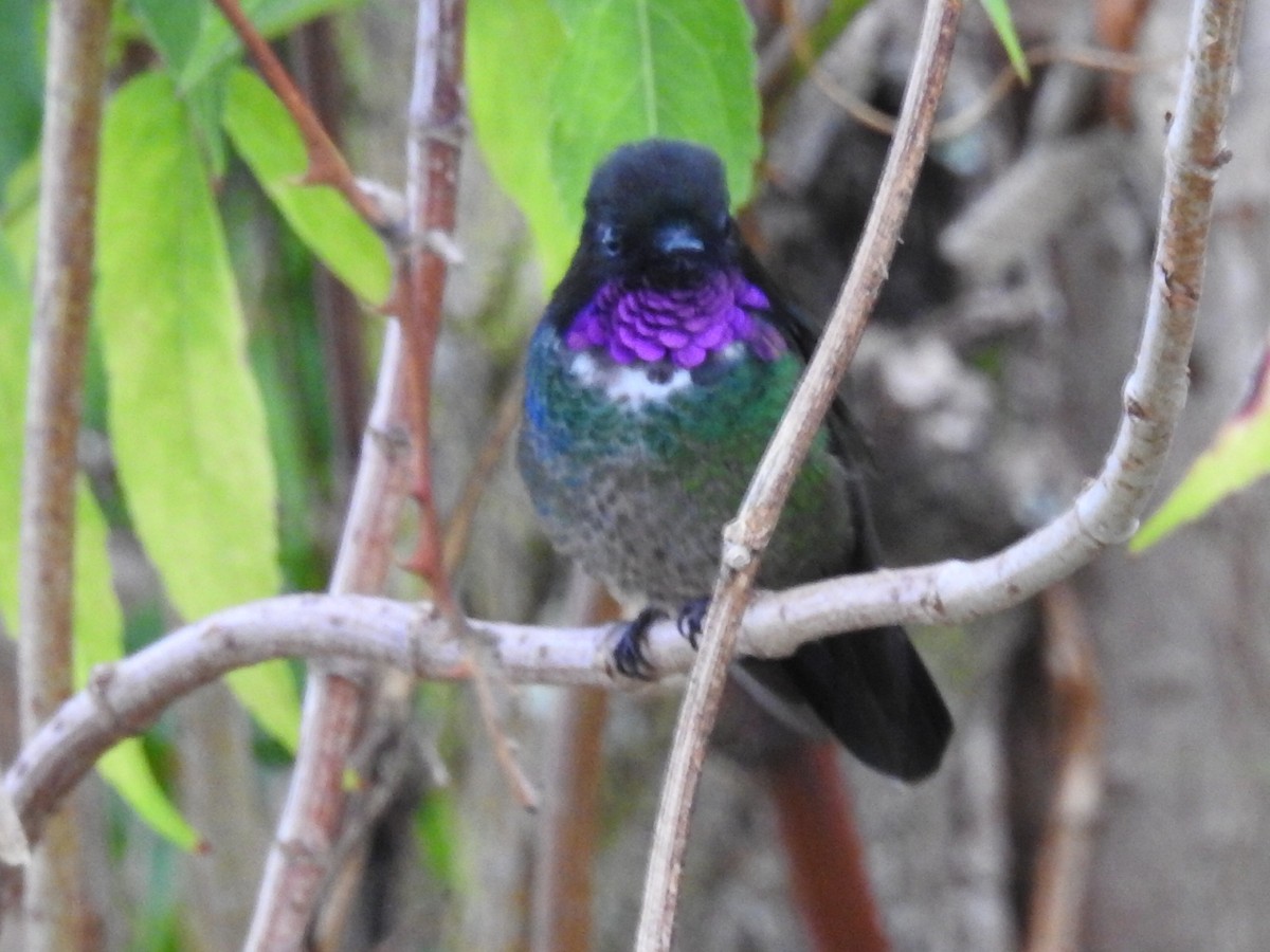 Longuemare's Sunangel - ML645762449