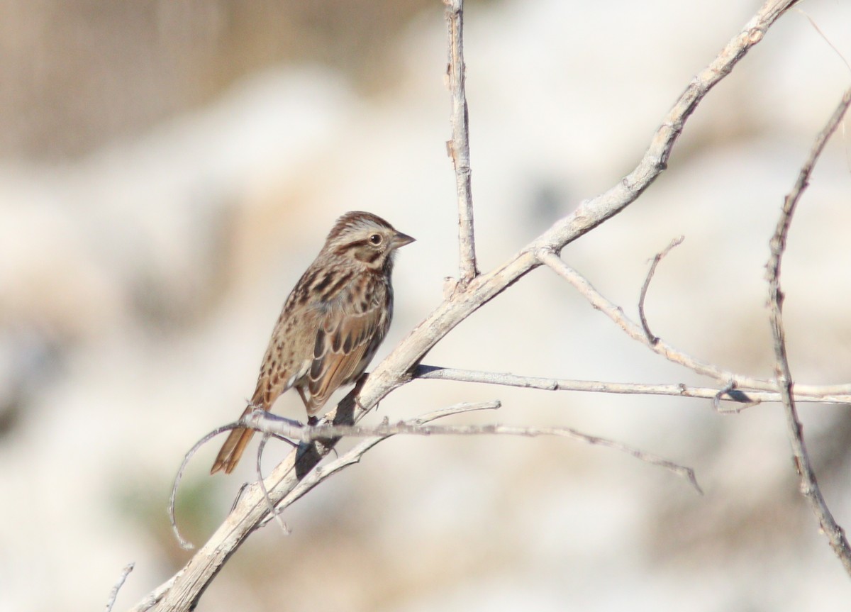Song Sparrow - ML645762451