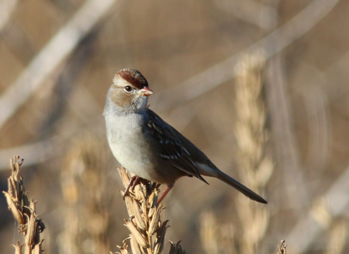 White-crowned Sparrow - ML645762455