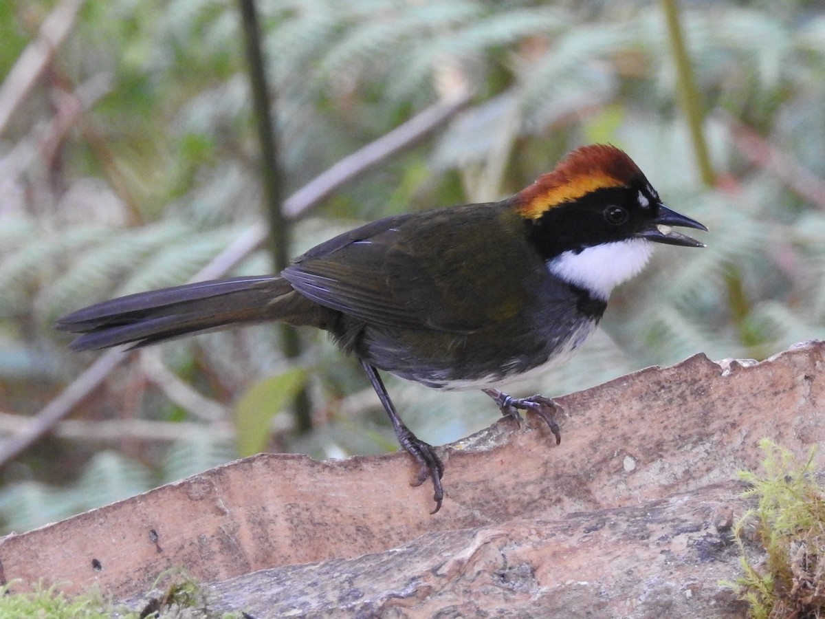 Chestnut-capped Brushfinch - ML645762456
