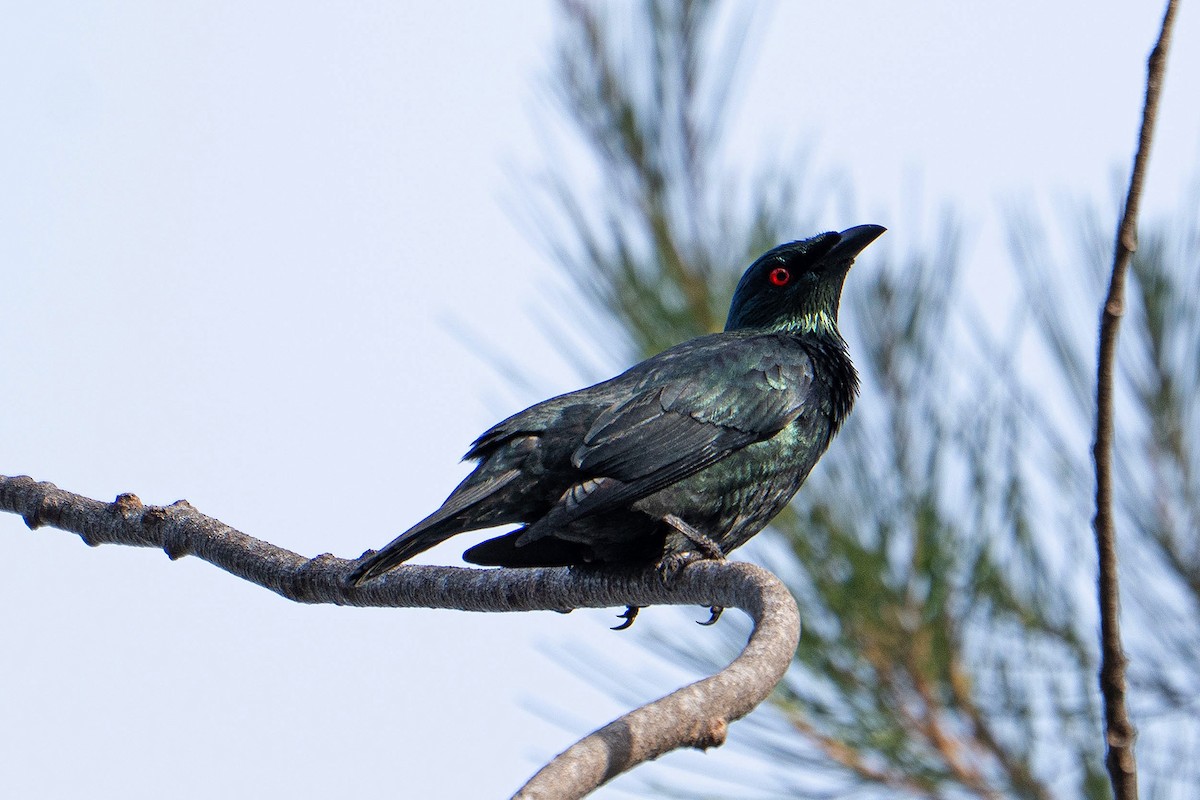 špaček rudooký - ML645762459