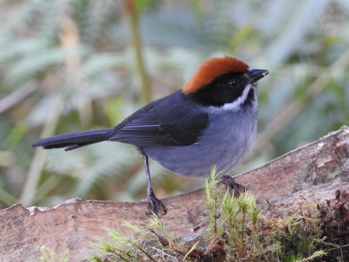 Northern Slaty Brushfinch - ML645762481