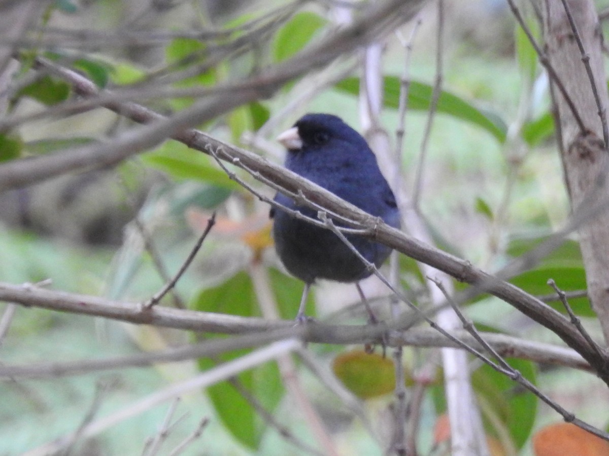 Paramo Seedeater - ML645762492
