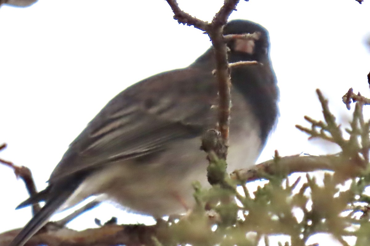 Dark-eyed Junco (cismontanus) - ML645762512