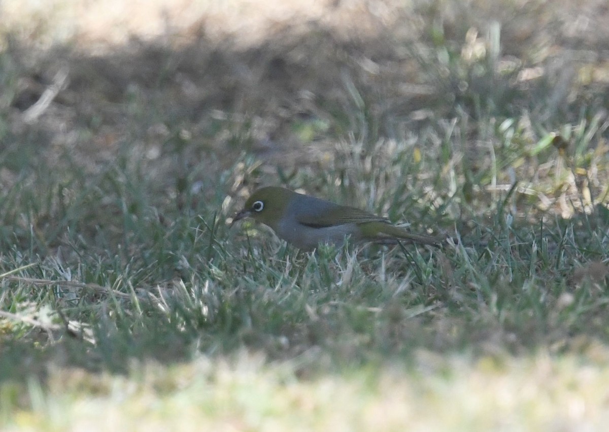 Silvereye - ML645762513