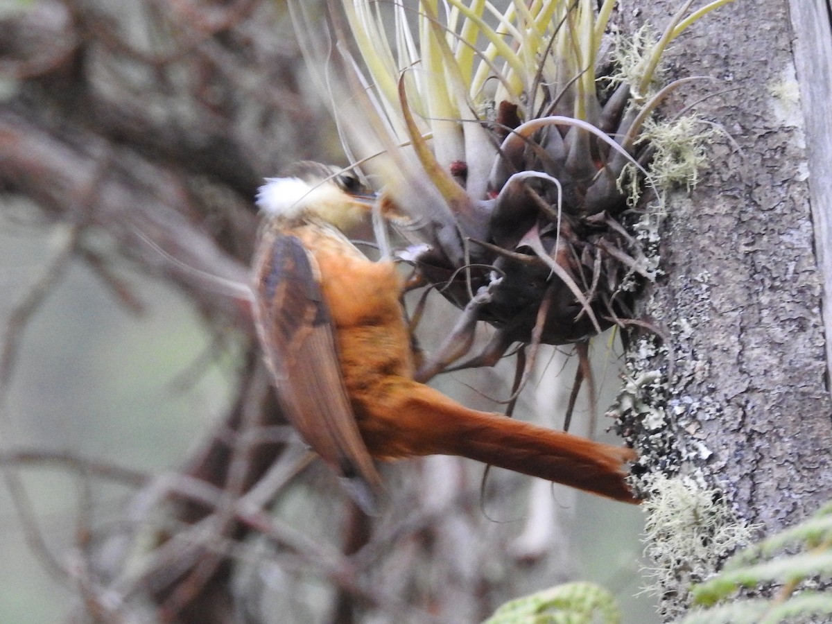 Streaked Tuftedcheek - ML645762527