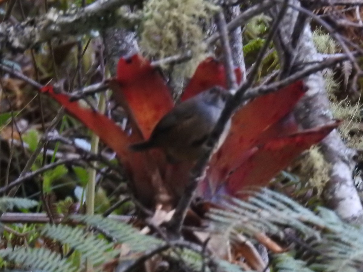Perija Tapaculo - ML645762530