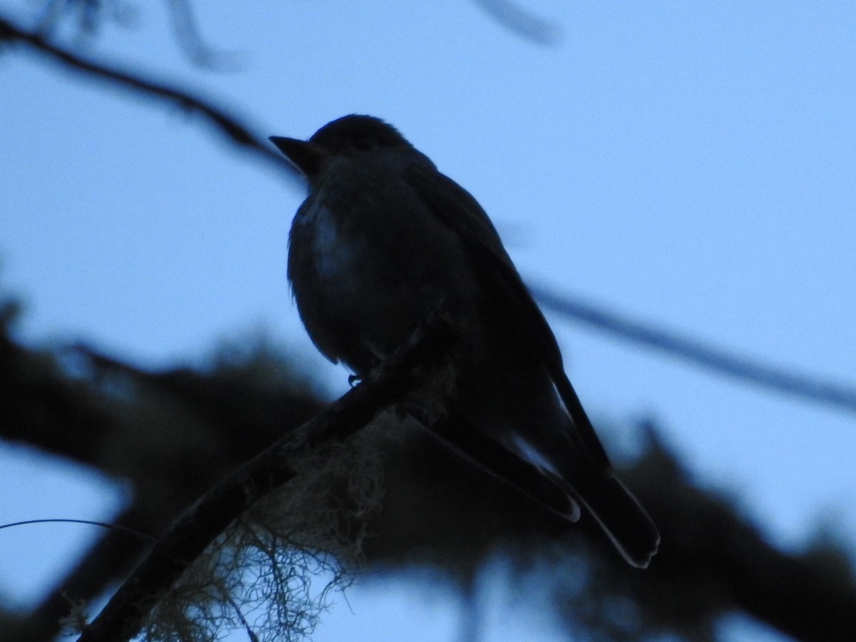 Smoke-colored Pewee - ML645762534