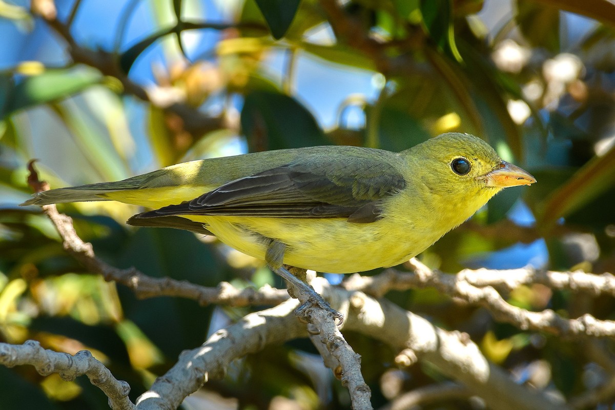 Scarlet Tanager - ML645762535