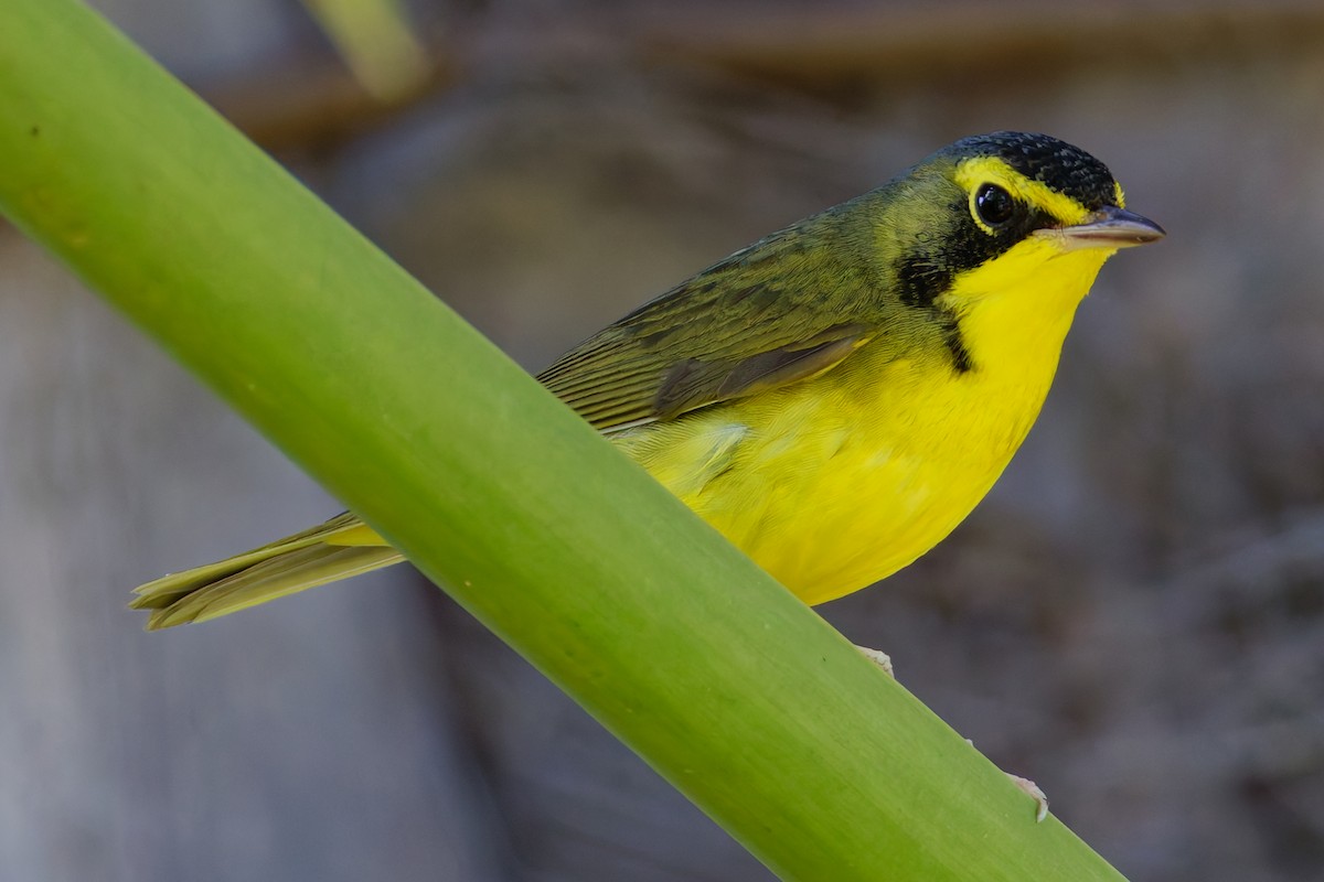 Kentucky Warbler - ML645762538