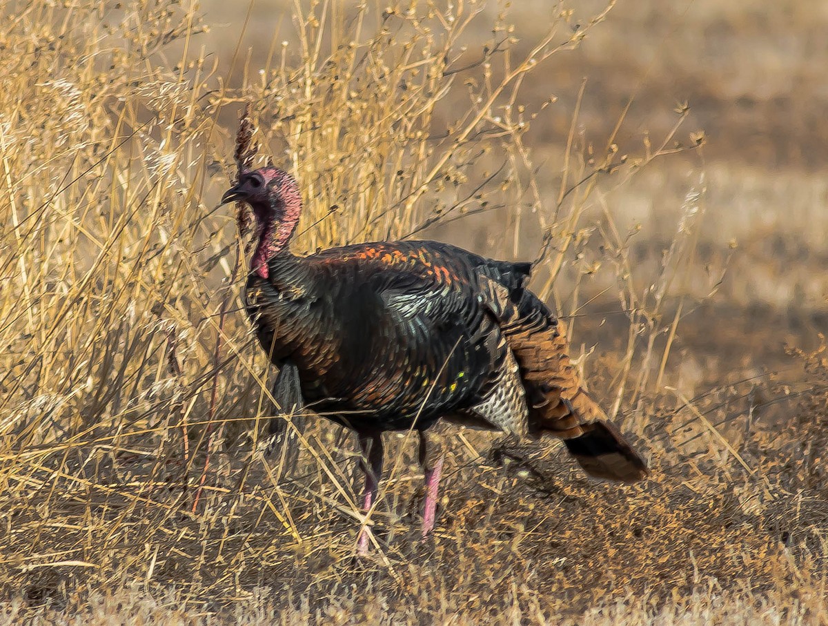 Wild Turkey - ML645762539