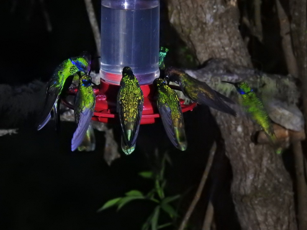 fiolørekolibri - ML645762543