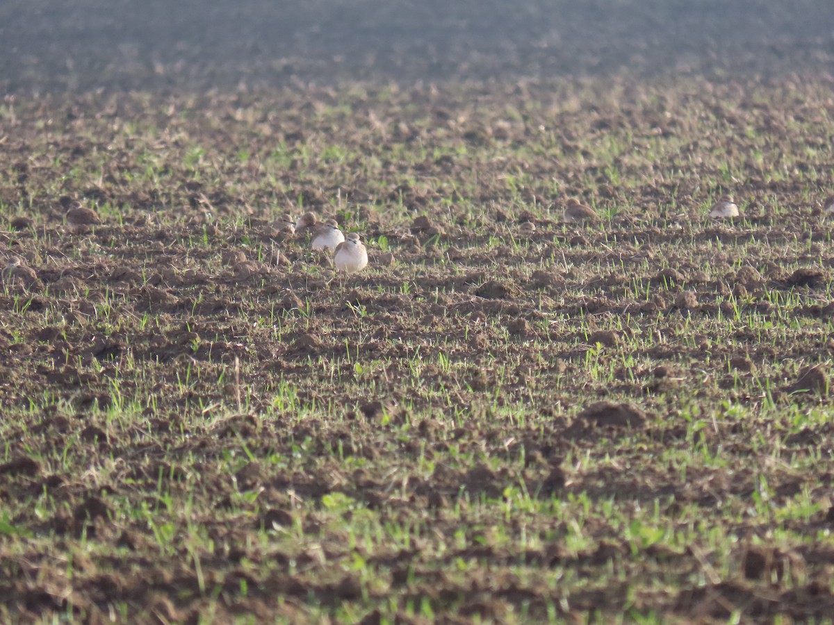 prærielo - ML645762546