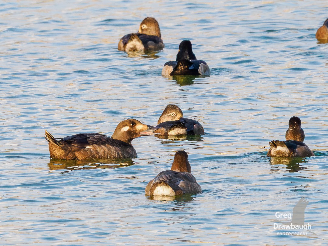 turpan kanadský - ML645762550