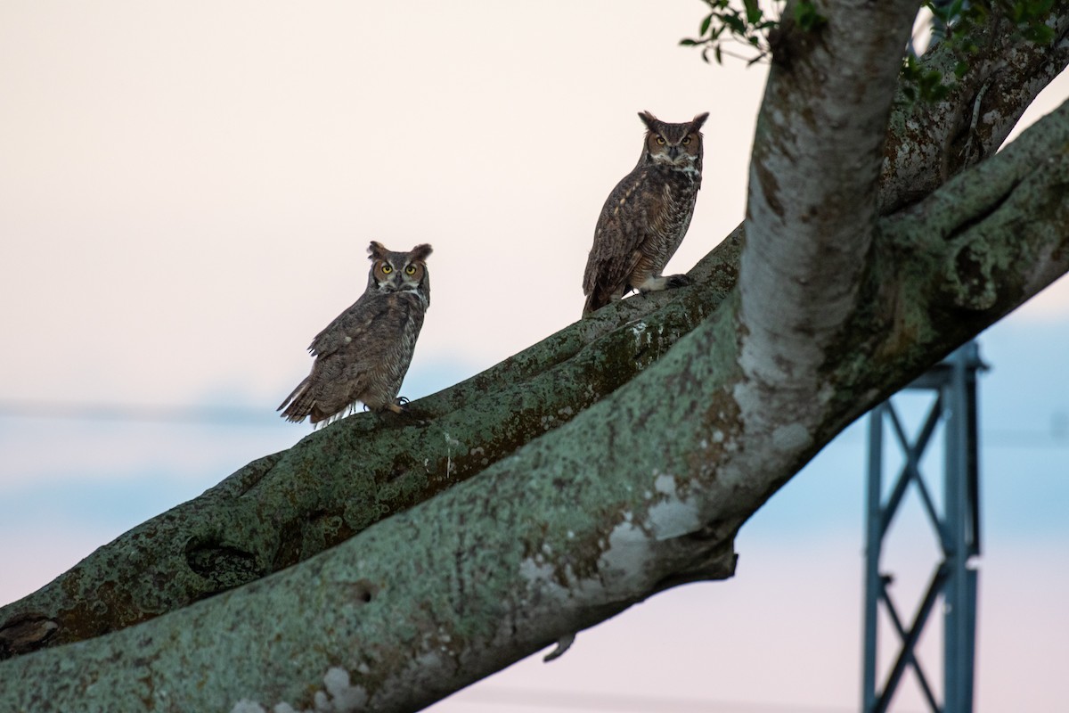 Great Horned Owl - ML645762553