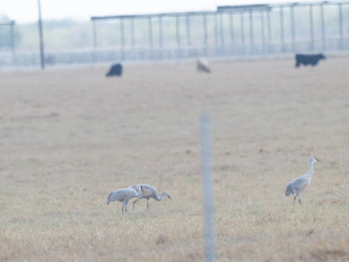 Sandhill Crane - ML645762555