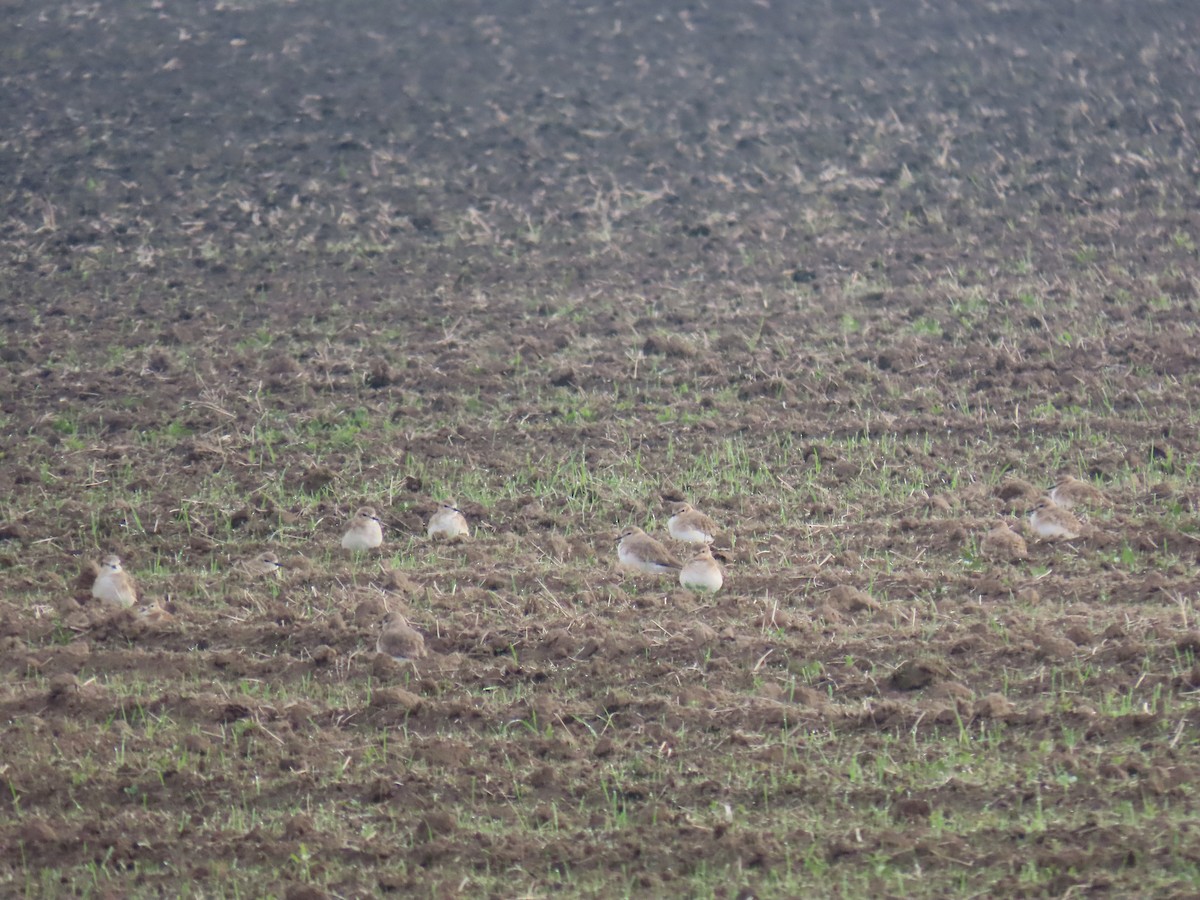 prærielo - ML645762556