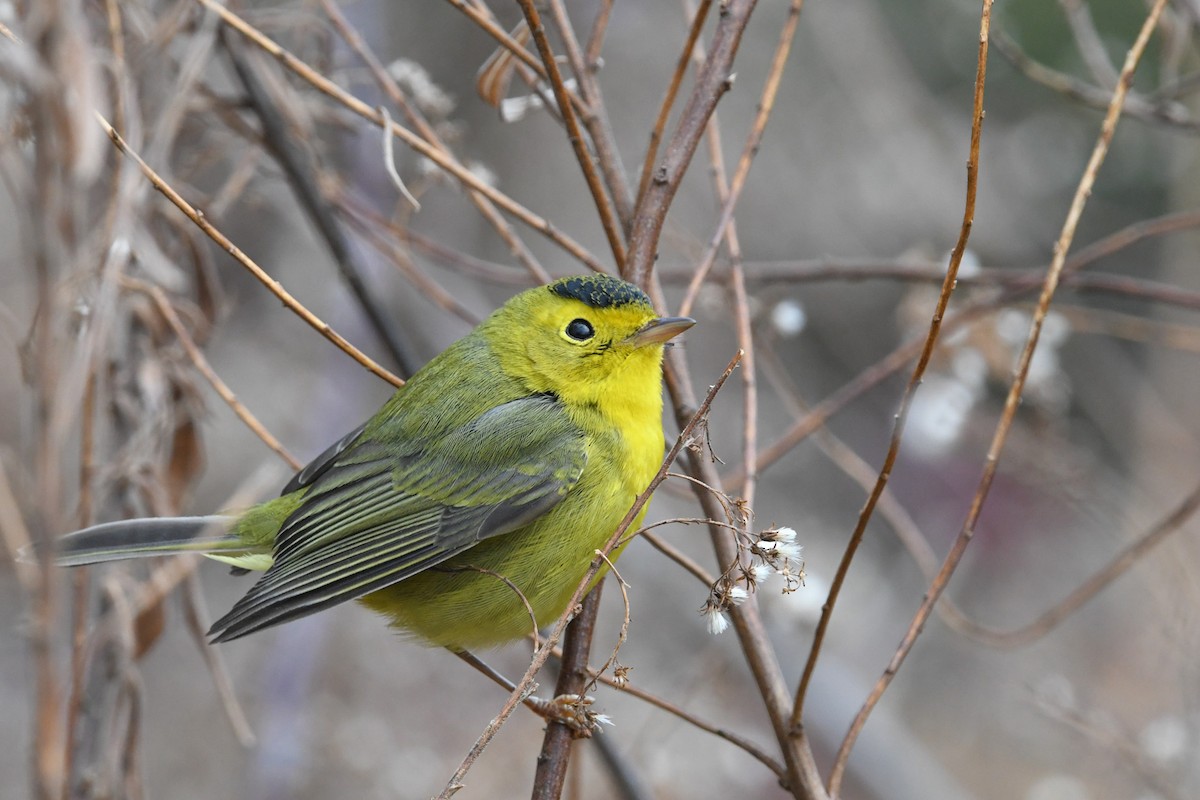 Wilson's Warbler - ML645762564