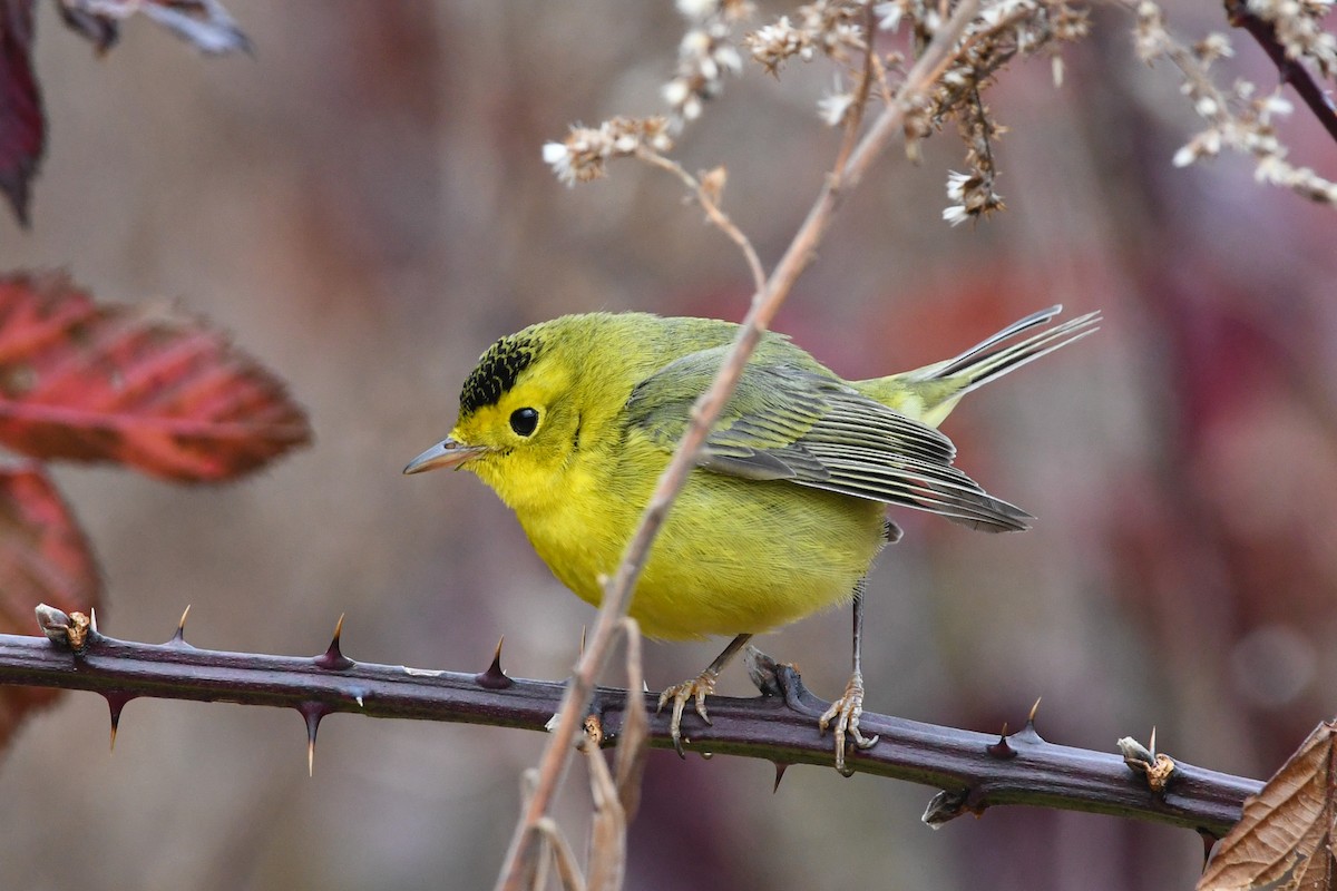 Wilson's Warbler - ML645762565