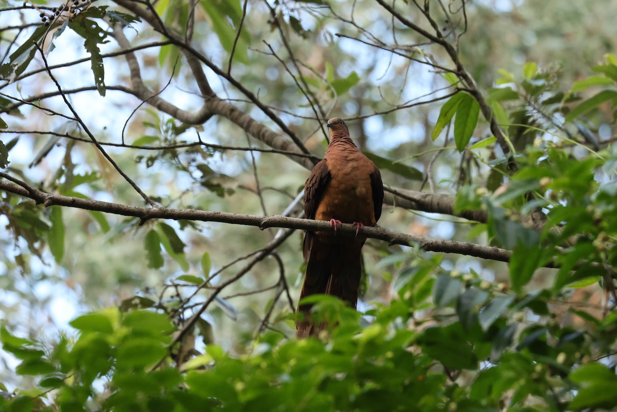 Maronentaube - ML645762568