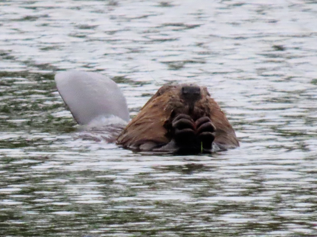 American Beaver - ML645762572