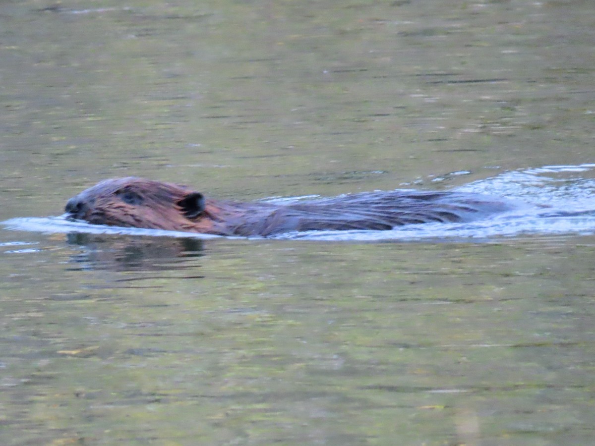 American Beaver - ML645762573