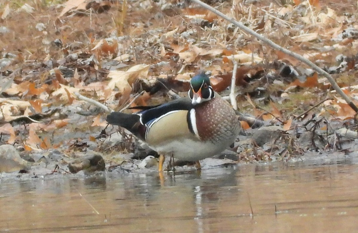 Wood Duck - ML645762591