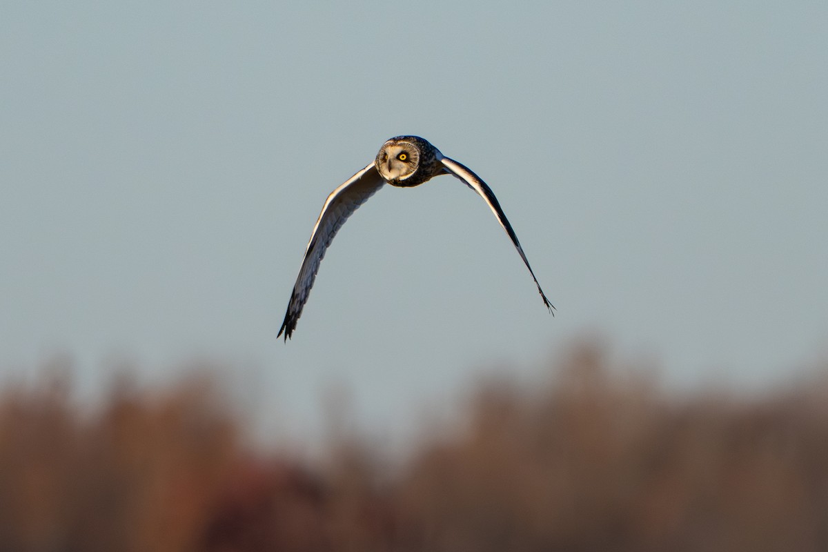 Short-eared Owl - ML645762593