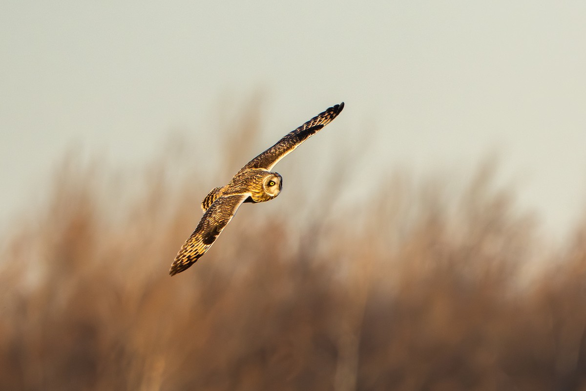 Short-eared Owl - ML645762594
