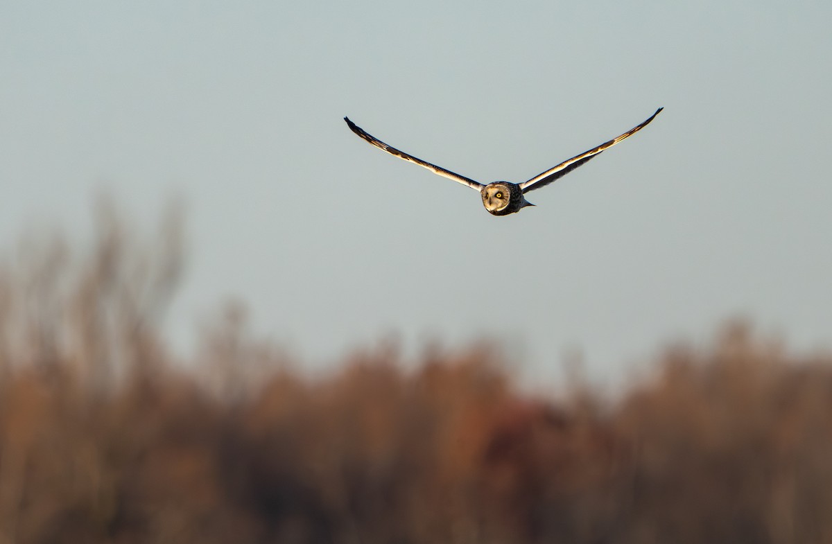 Short-eared Owl - ML645762595