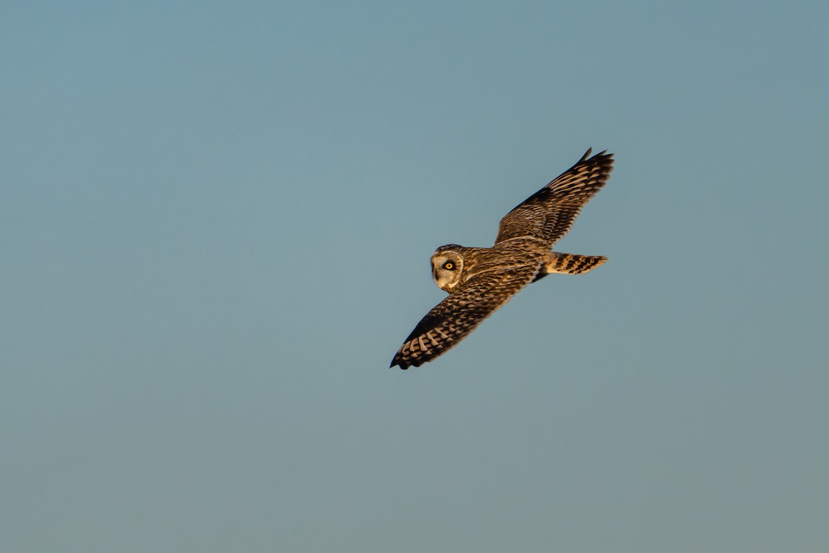 Short-eared Owl - ML645762596