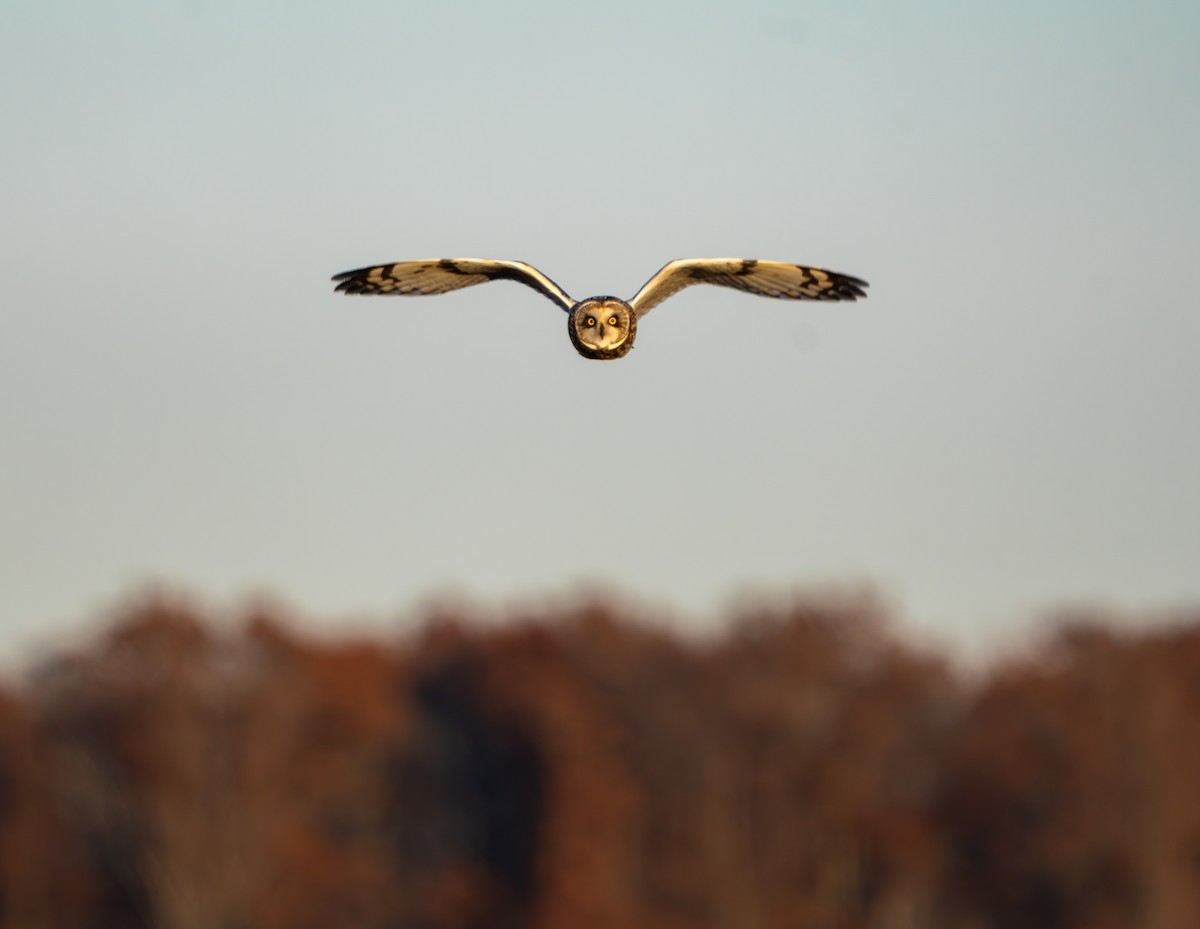 Short-eared Owl - ML645762597