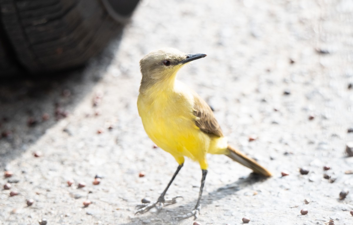 Cattle Tyrant - ML645762599