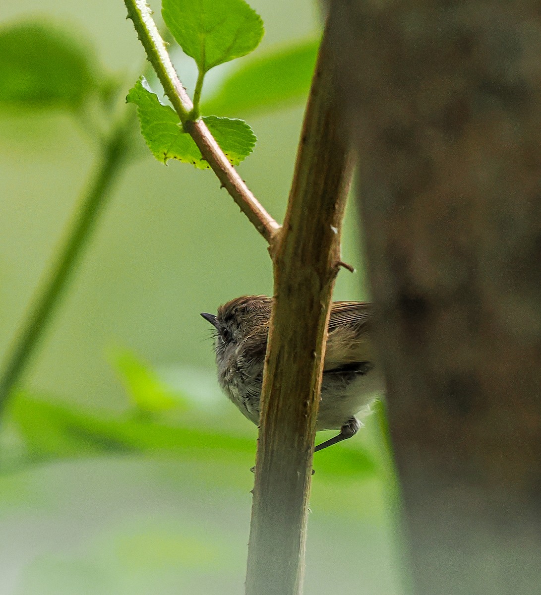 チャイロセンニョムシクイ - ML645762609