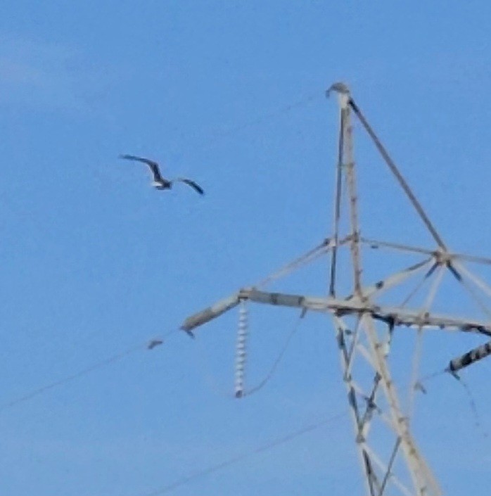 American Herring Gull - ML645762611