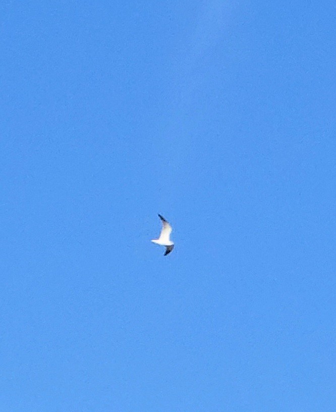 American Herring Gull - ML645762612