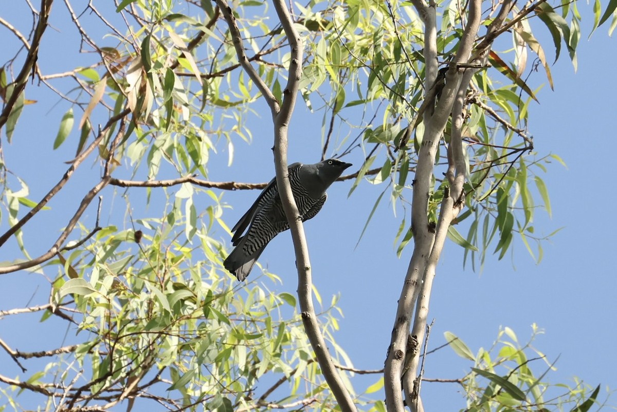 Barred Cuckooshrike - ML645762615