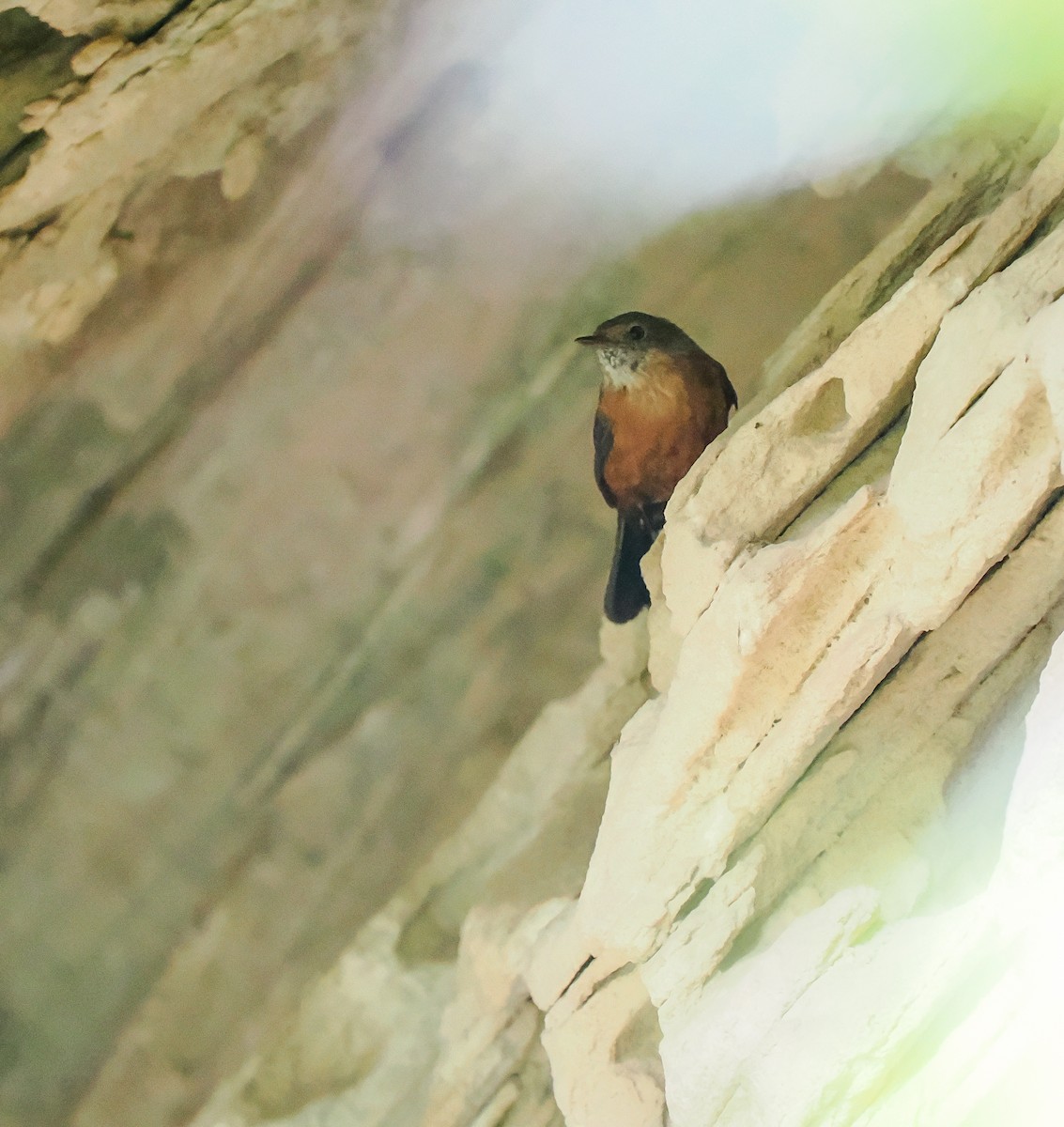 Rockwarbler - ML645762617