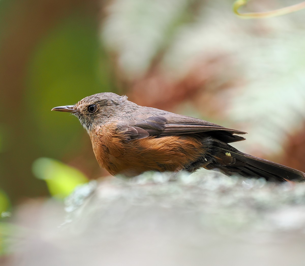 Rockwarbler - ML645762619