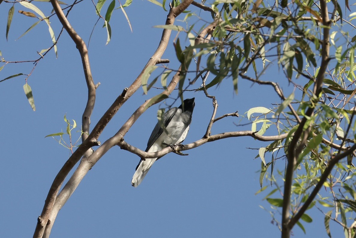Black-faced Cuckooshrike - ML645762622