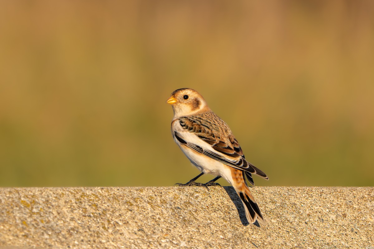 Snow Bunting - ML645762623