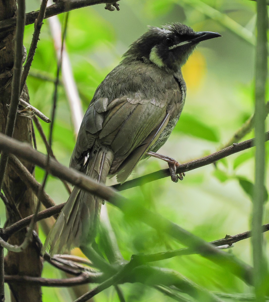 Lewin's Honeyeater - ML645762625