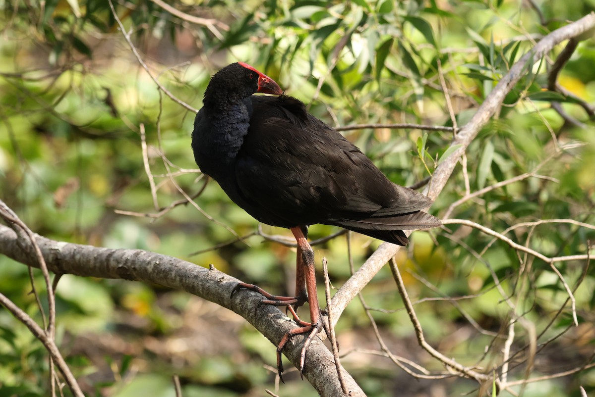 Australasian Swamphen - ML645762628