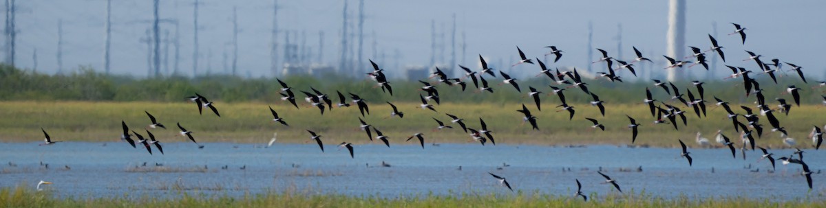 Black-necked Stilt - ML645762629